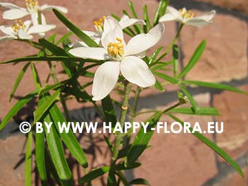 Choisya 'Aztec Pearl'