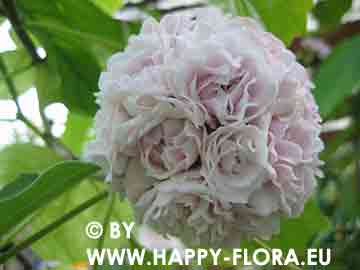 Clerodendrum philippinum