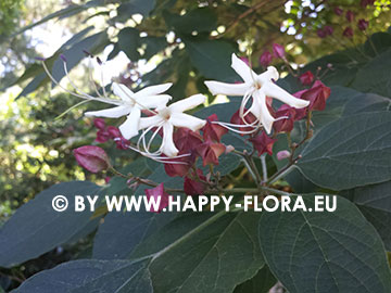 Clerodendrum trichotomum