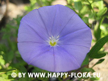 Convolvulus sabatius