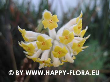 Edgeworthia chrysantha