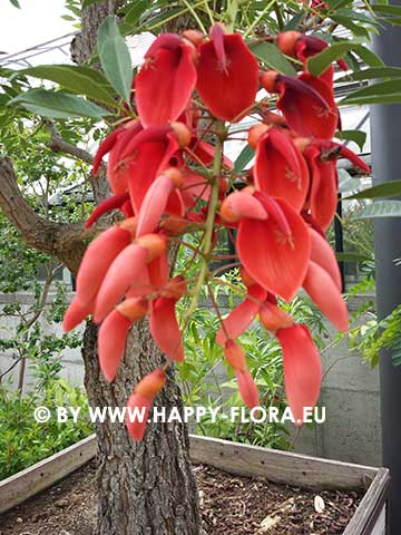 Erythrina crista-galli