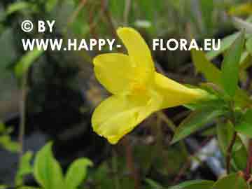 Gelsemium sempervirens