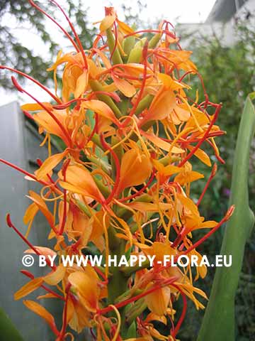 Hedychium coccineum 'Tara'