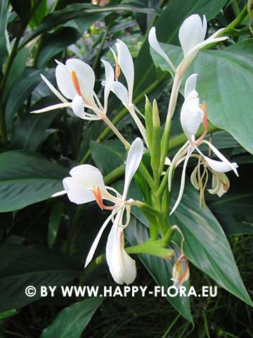 Hedychium forrestii