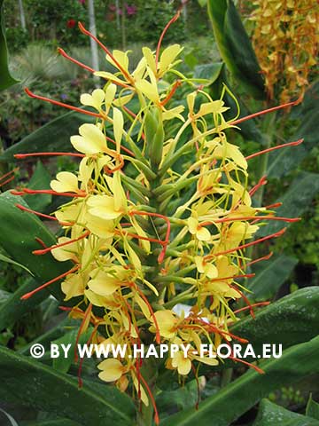 Hedychium gardnerianum