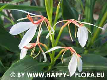 Hedychium spicatum