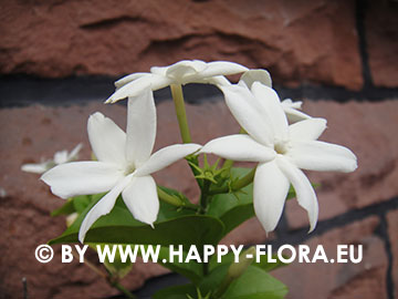 Jasminum sambac