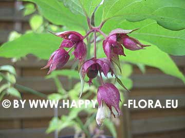 Leycesteria formosa