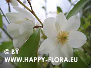 Michelia yunnanensis