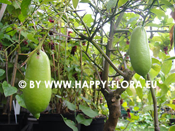 Microcitrus australasica