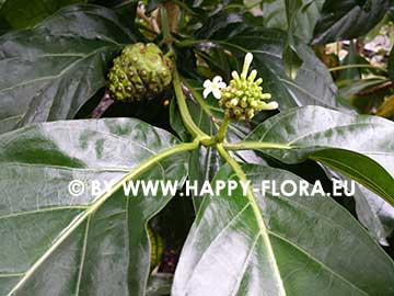 Morinda citrifolia