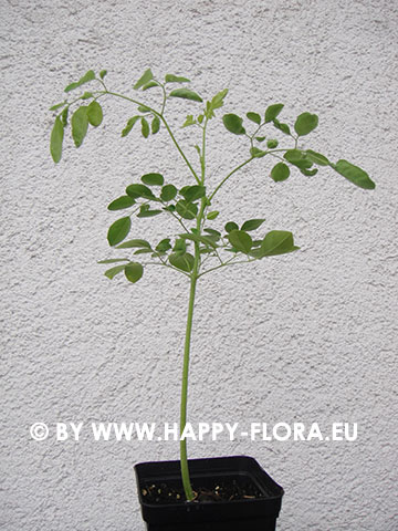 Moringa oleifera