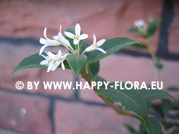 Osmanthus x burkwoodii