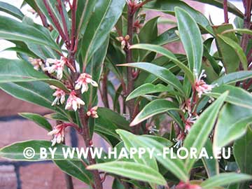 Sarcococca hookeriana var&period; digyna 'Purple Stem'