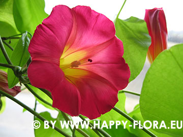 Stictocardia beraviensis