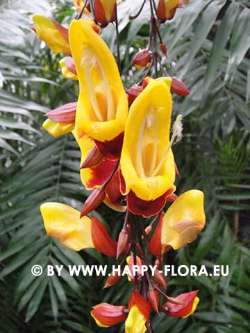 Thunbergia mysorensis