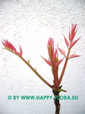 Toona sinensis 'Flamingo'