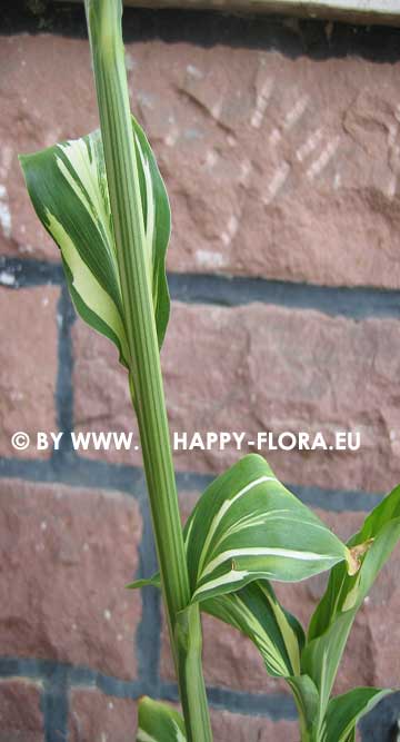 Zingiber mioga 'Dancing Crane'